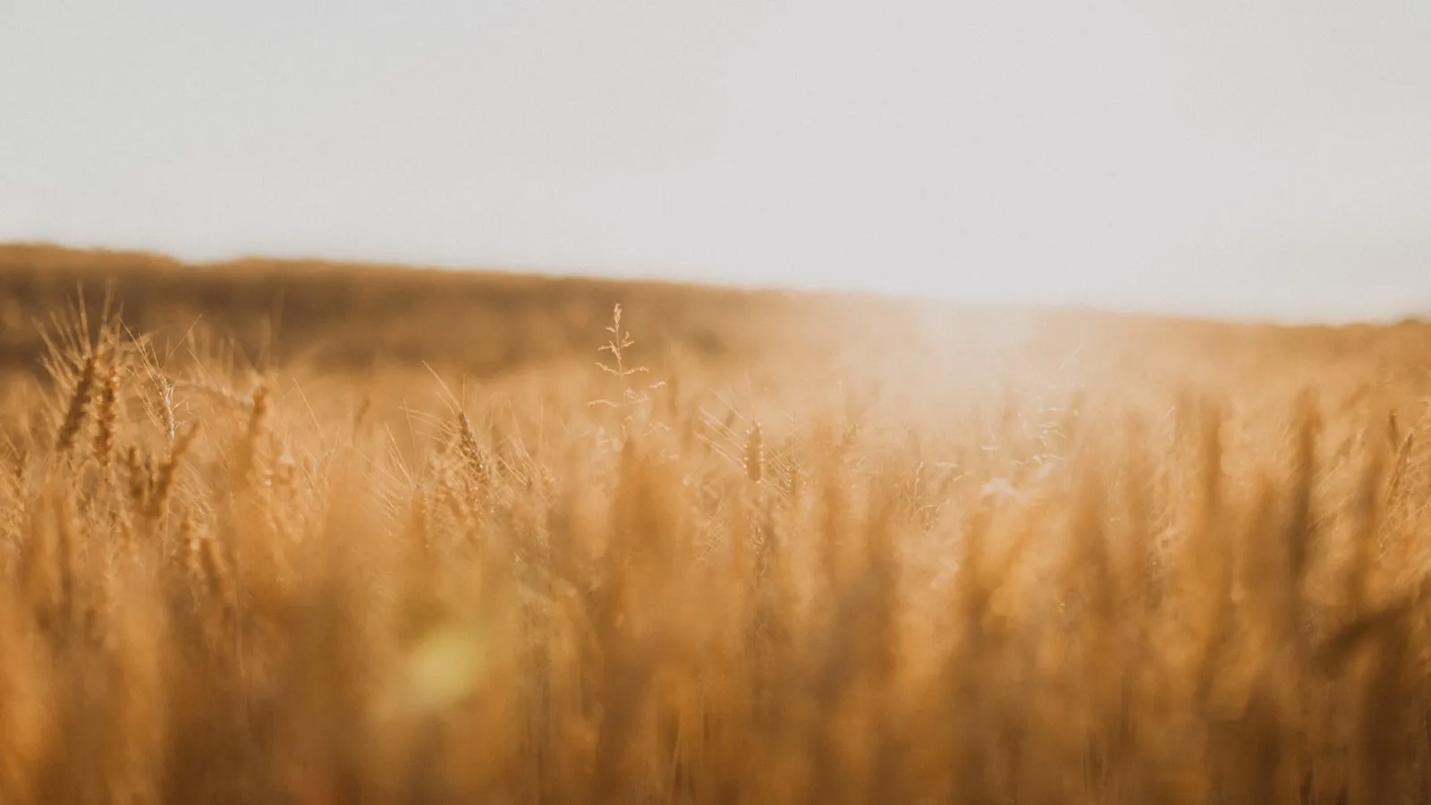 Een graanveld in het daglicht, als beeld bij wat gluten met je darmvlokken doet.