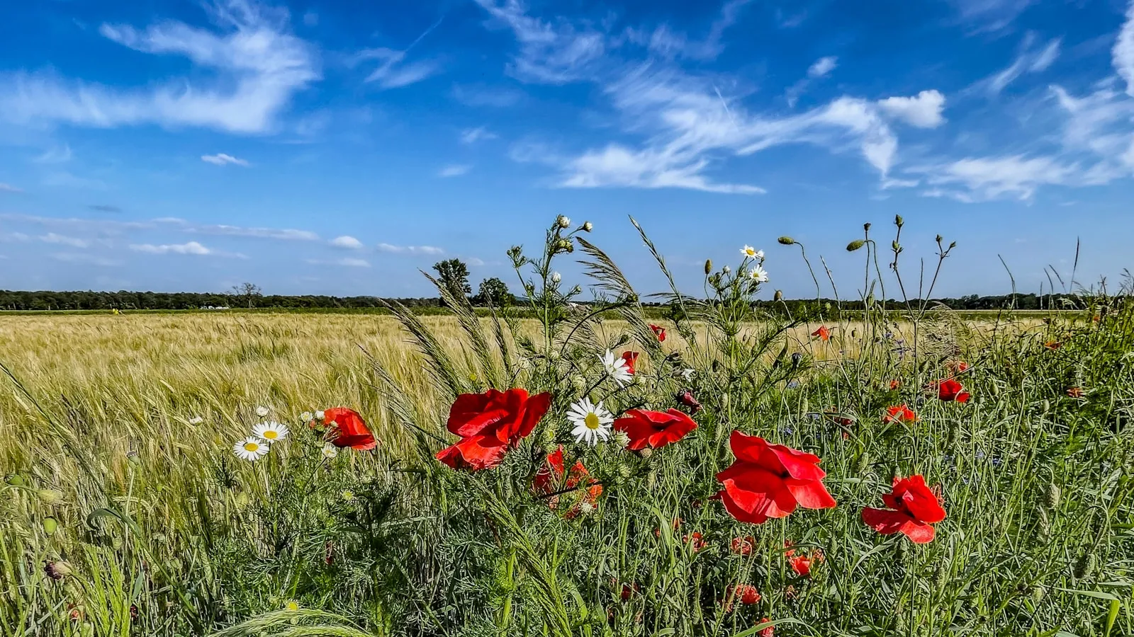 Korenveld met klaprozen en madeliefjes onder een blauwe lucht.