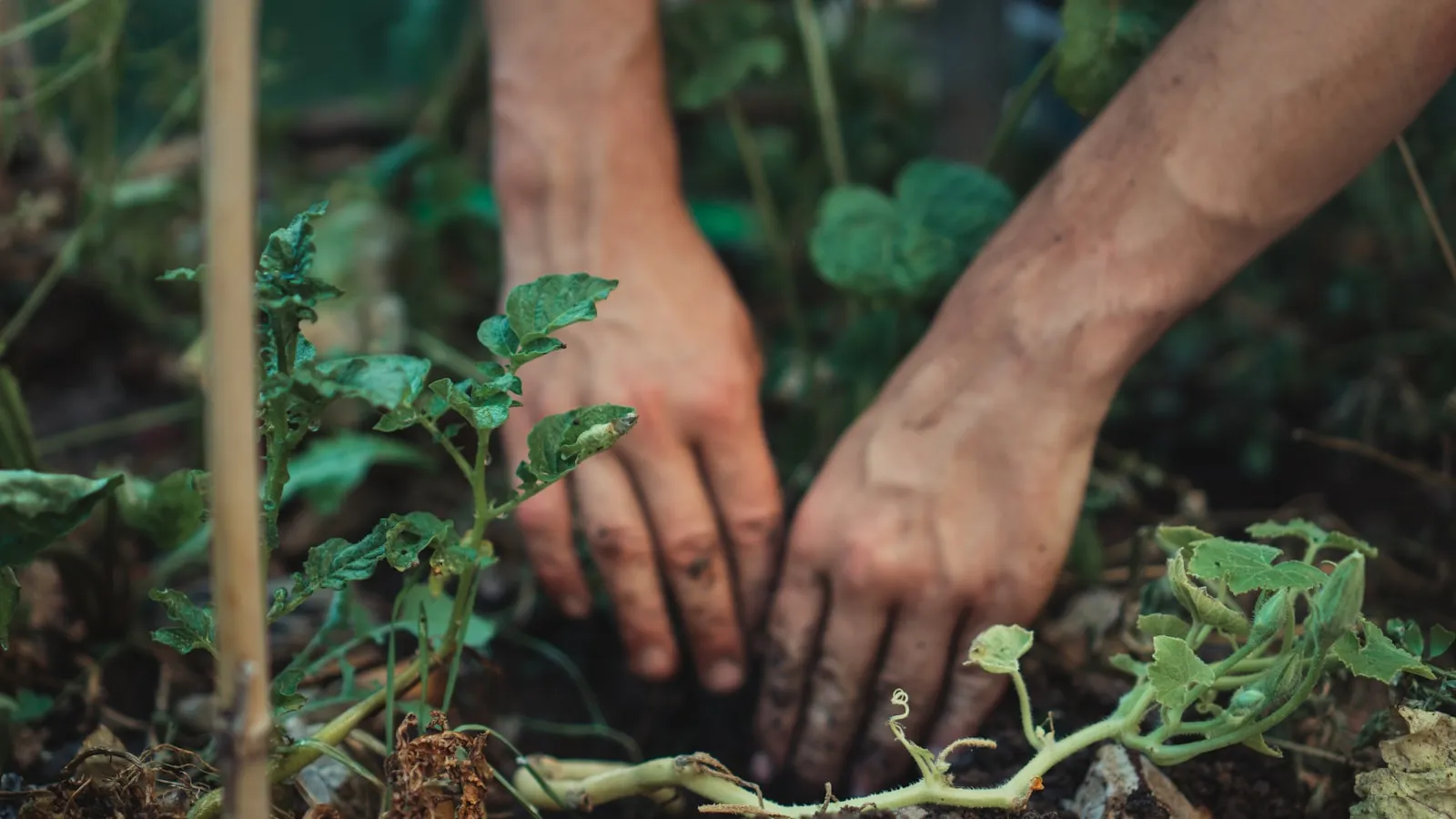 Twee handen werken tussen jonge groene planten in de aarde.