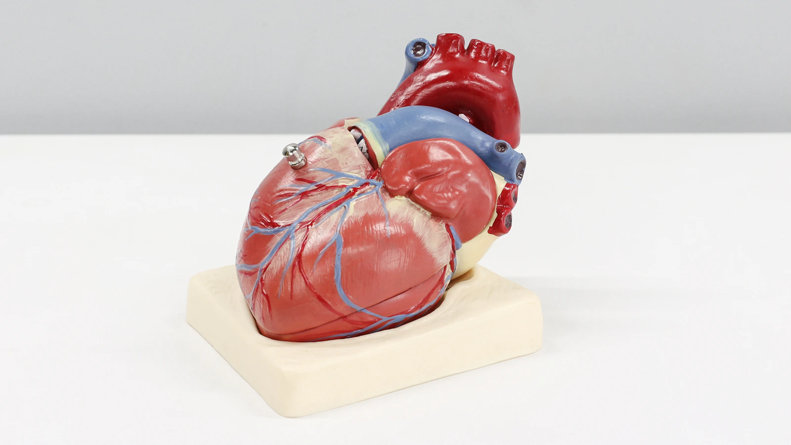 Anatomisch model van een hart met de kransslagaders zichtbaar op de buitenkant.